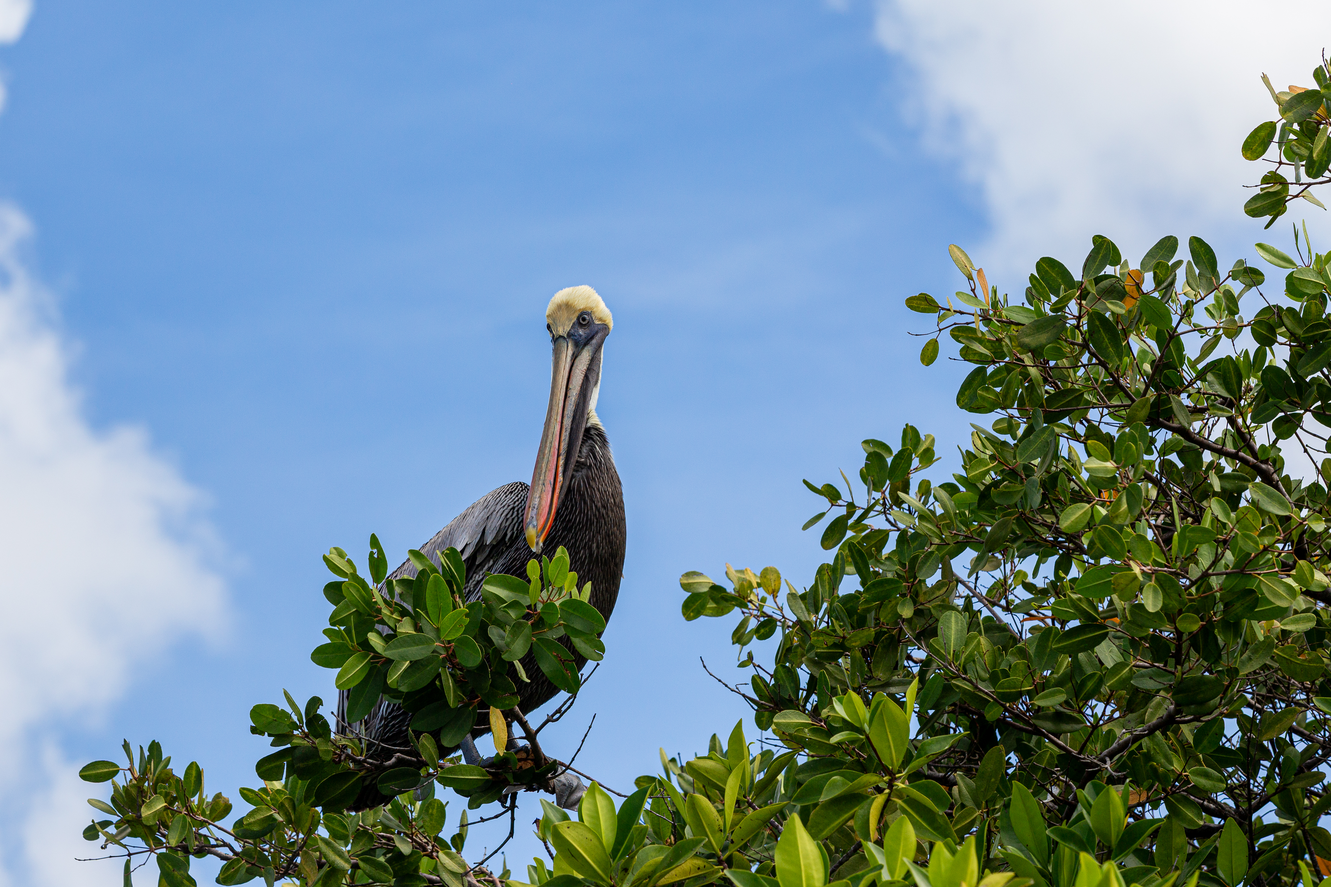 Brown pelican perched in mangrove leaves against a blue sky